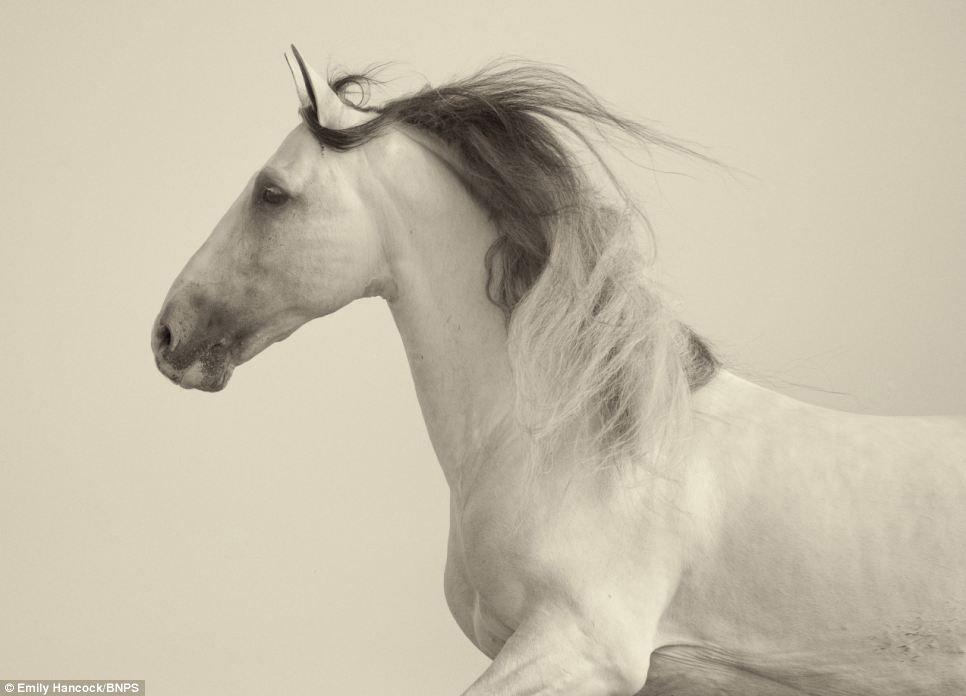 Фотография: Девушка и лошадь №9 - BigPicture.ru
