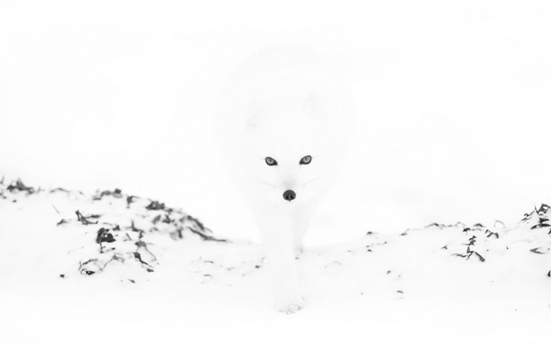Фотография: Белое на белом: песцы в Канаде, сфотографированные Анной Хенли №2 - BigPicture.ru