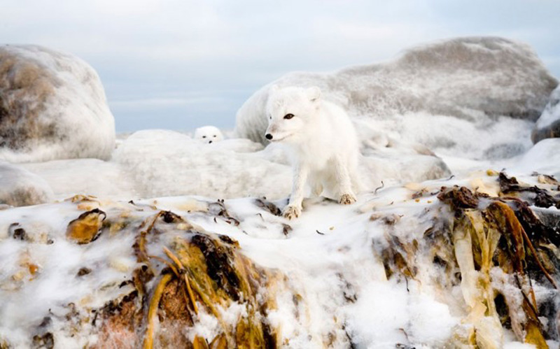 Фотография: Белое на белом: песцы в Канаде, сфотографированные Анной Хенли №13 - BigPicture.ru