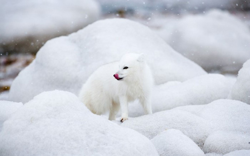 Фотография: Белое на белом: песцы в Канаде, сфотографированные Анной Хенли №17 - BigPicture.ru