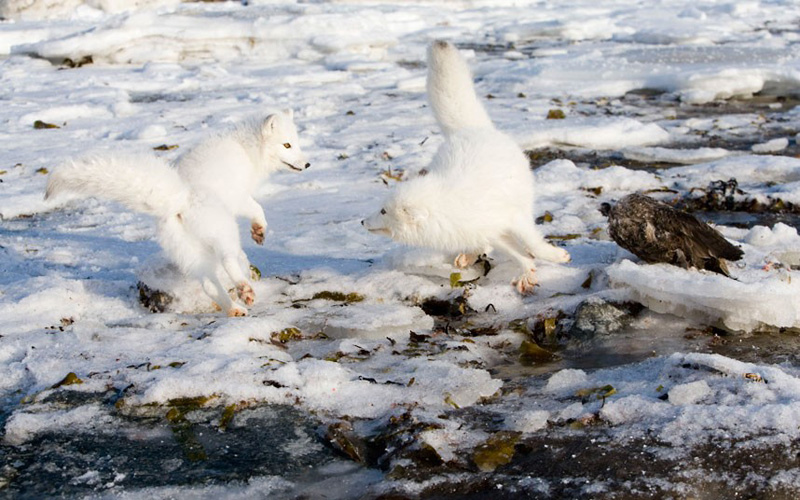 Фотография: Белое на белом: песцы в Канаде, сфотографированные Анной Хенли №4 - BigPicture.ru