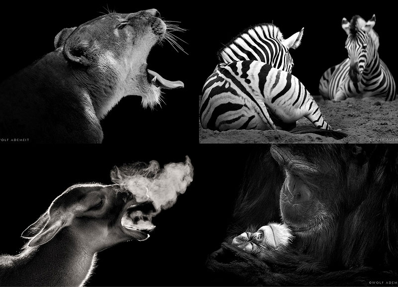 Фотография: Черно-белые портреты животных в зоопарке №1 - BigPicture.ru