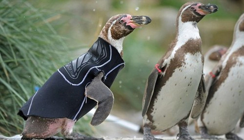 Фотография: Пингвины в свитерах №11 - BigPicture.ru