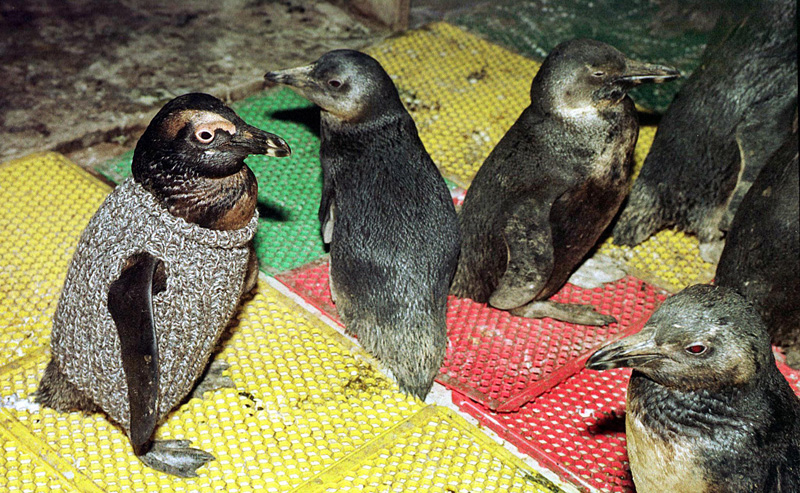Фотография: Пингвины в свитерах №12 - BigPicture.ru