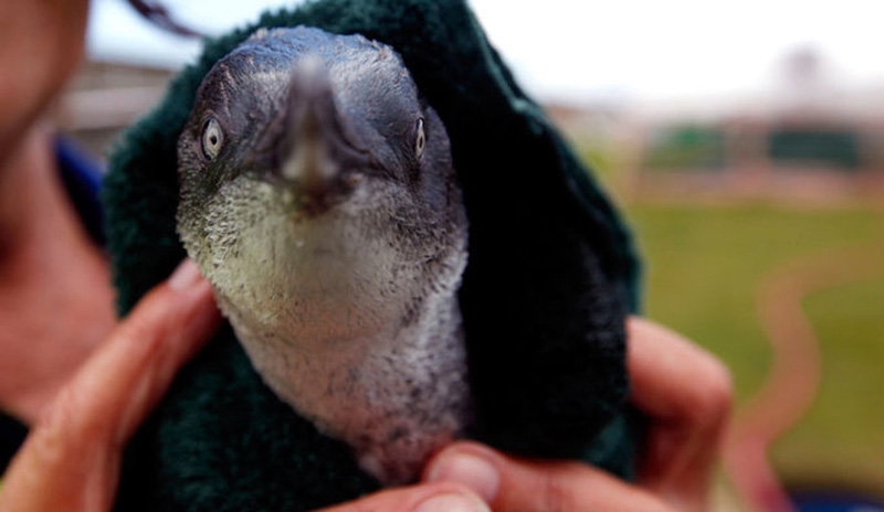 Фотография: Пингвины в свитерах №3 - BigPicture.ru
