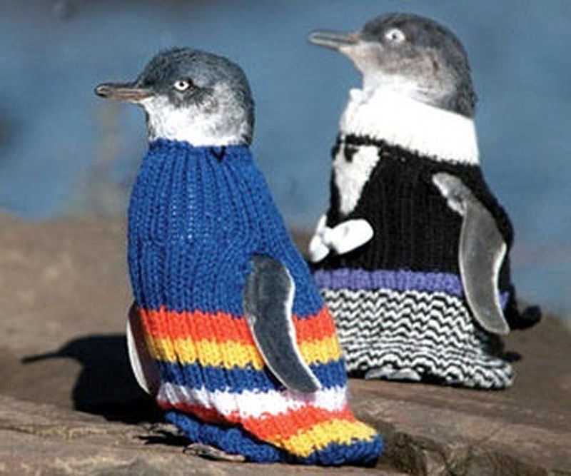 Фотография: Пингвины в свитерах №5 - BigPicture.ru