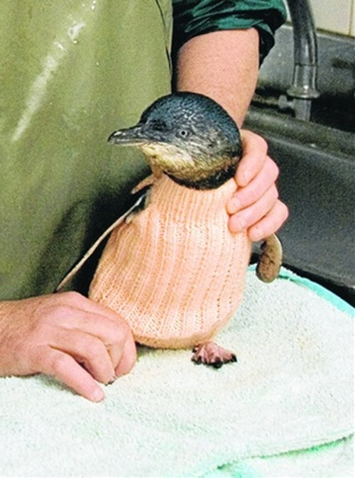 Фотография: Пингвины в свитерах №6 - BigPicture.ru
