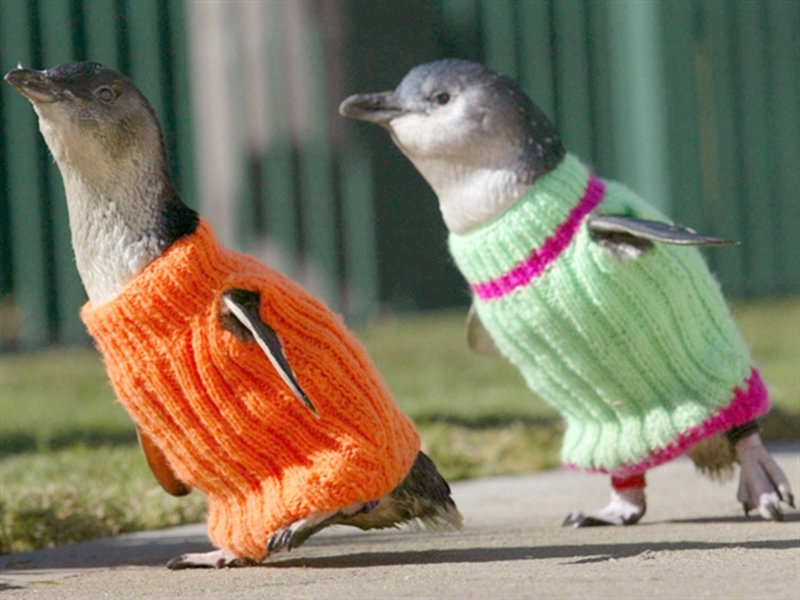 Фотография: Пингвины в свитерах №7 - BigPicture.ru