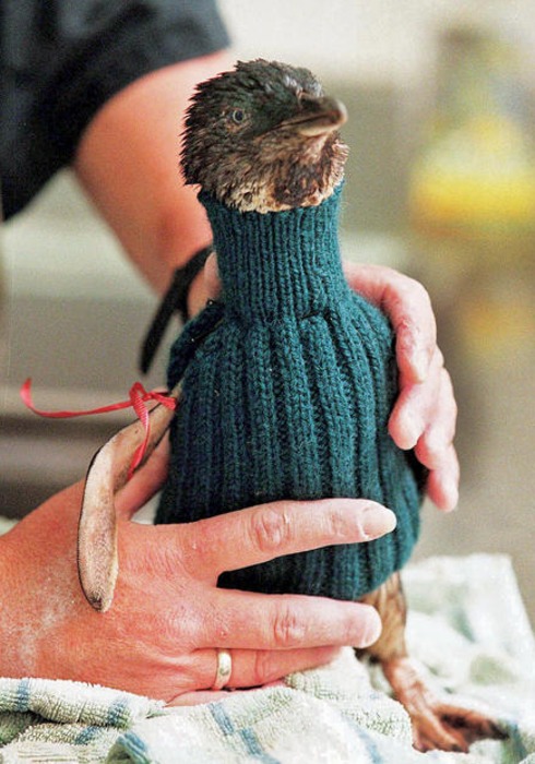 Фотография: Пингвины в свитерах №9 - BigPicture.ru