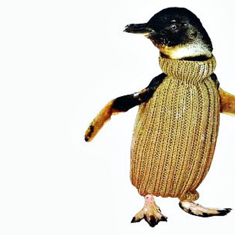Фотография: Пингвины в свитерах №10 - BigPicture.ru