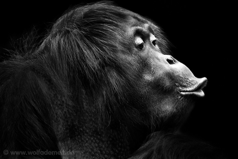 Фотография: Черно-белые портреты животных в зоопарке №2 - BigPicture.ru