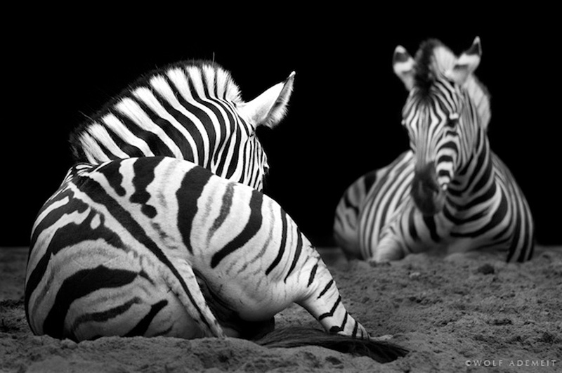 Фотография: Черно-белые портреты животных в зоопарке №11 - BigPicture.ru