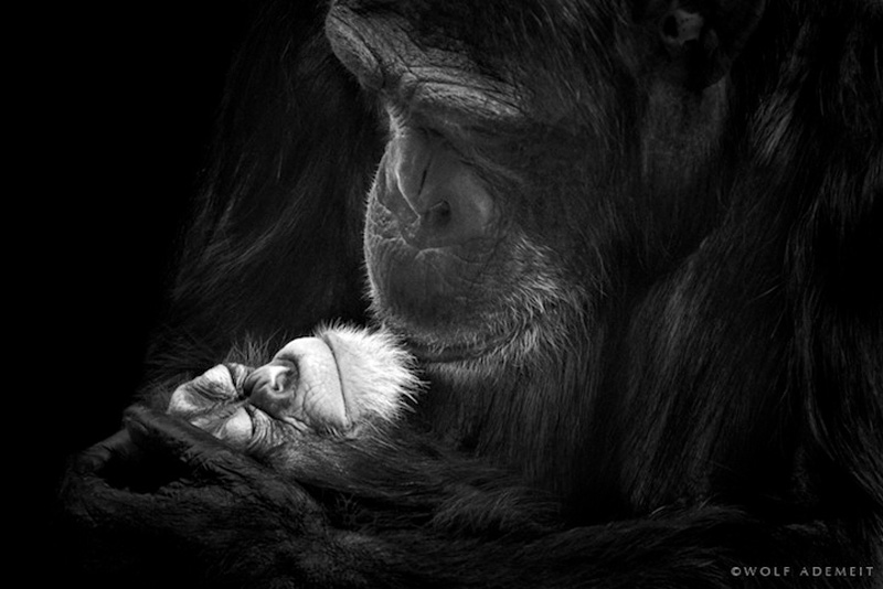Фотография: Черно-белые портреты животных в зоопарке №12 - BigPicture.ru