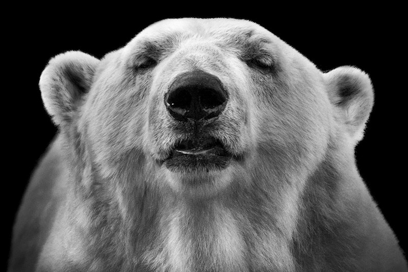 Фотография: Черно-белые портреты животных в зоопарке №16 - BigPicture.ru
