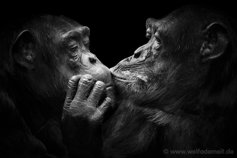 Фотография: Черно-белые портреты животных в зоопарке №6 - BigPicture.ru