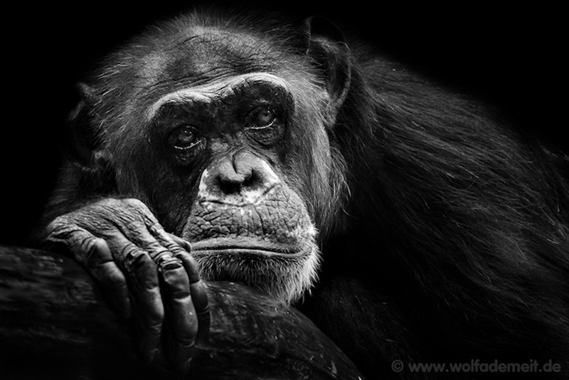 Фотография: Черно-белые портреты животных в зоопарке №8 - BigPicture.ru