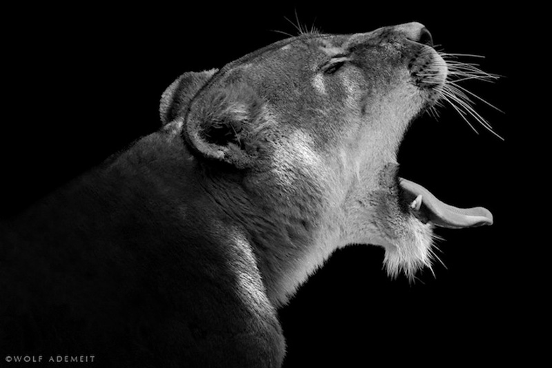 Фотография: Черно-белые портреты животных в зоопарке №9 - BigPicture.ru