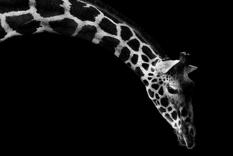 Фотография: Черно-белые портреты животных в зоопарке №10 - BigPicture.ru
