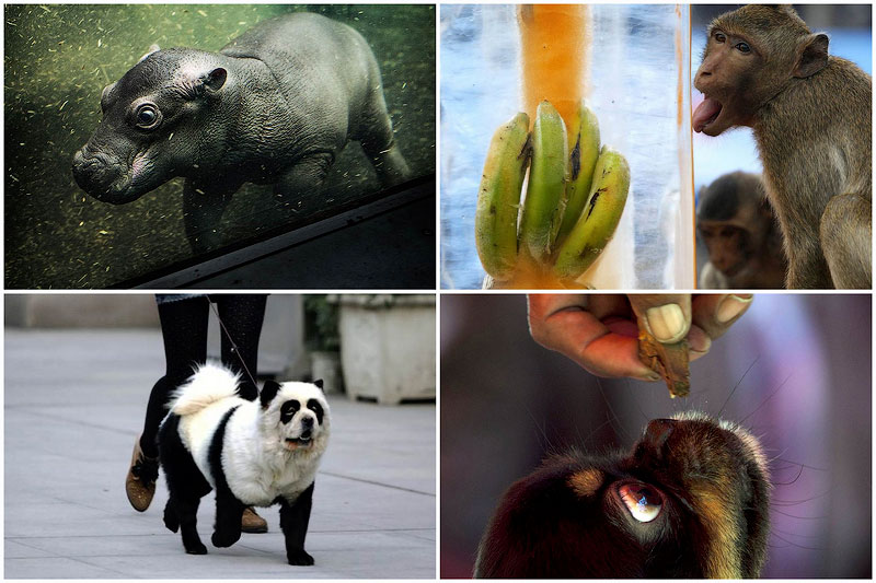 Фото животных, сделанных в зоопарках и заповедниках мира