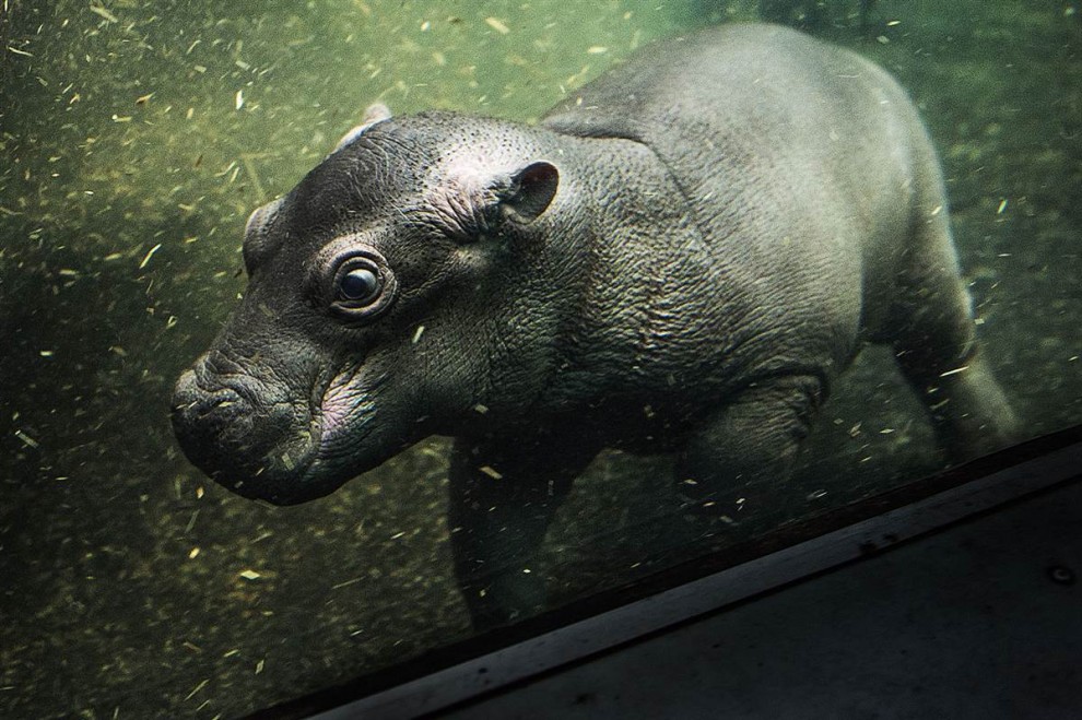 Фотография: Фото животных, сделанных в зоопарках и заповедниках мира №14 - BigPicture.ru