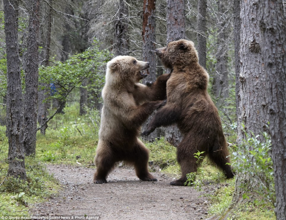 Фотография: Битва двух гризли №3 - BigPicture.ru