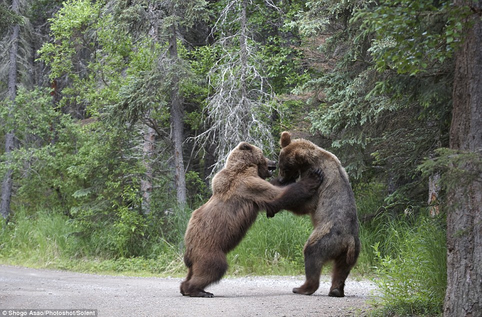 Фотография: Битва двух гризли №5 - BigPicture.ru