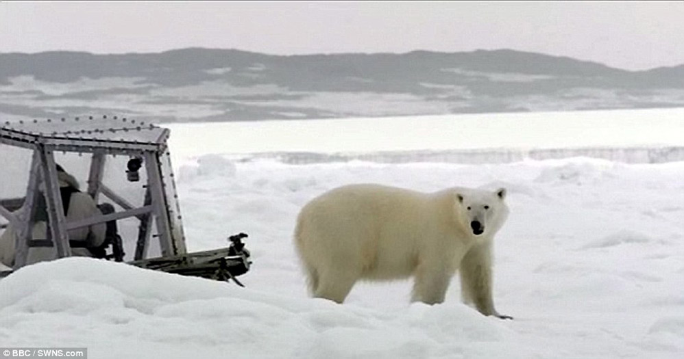Фотография: Леденящие душу кадры — белый медведь пытается сожрать человека №4 - BigPicture.ru