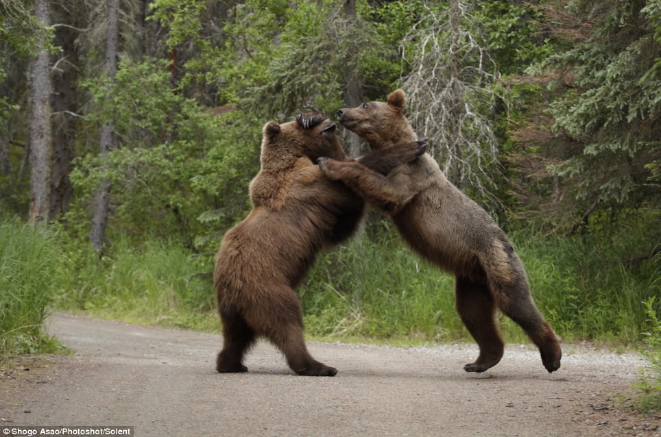 Фотография: Битва двух гризли №6 - BigPicture.ru