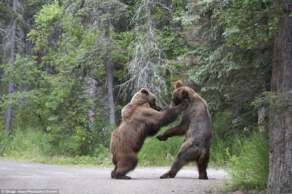 Фотография: Битва двух гризли №7 - BigPicture.ru
