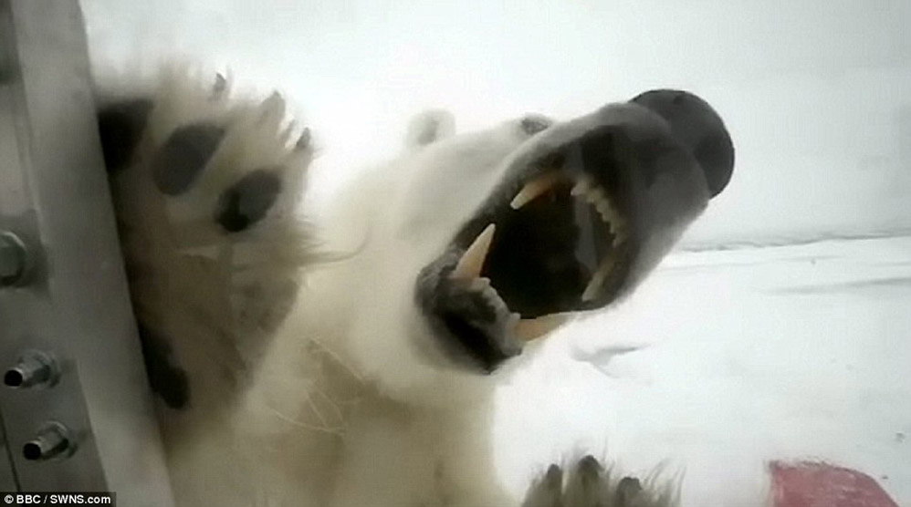 Фотография: Леденящие душу кадры — белый медведь пытается сожрать человека №6 - BigPicture.ru