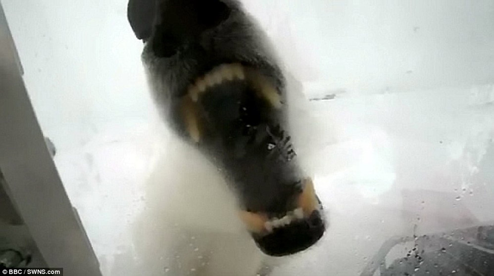 Фотография: Леденящие душу кадры — белый медведь пытается сожрать человека №7 - BigPicture.ru
