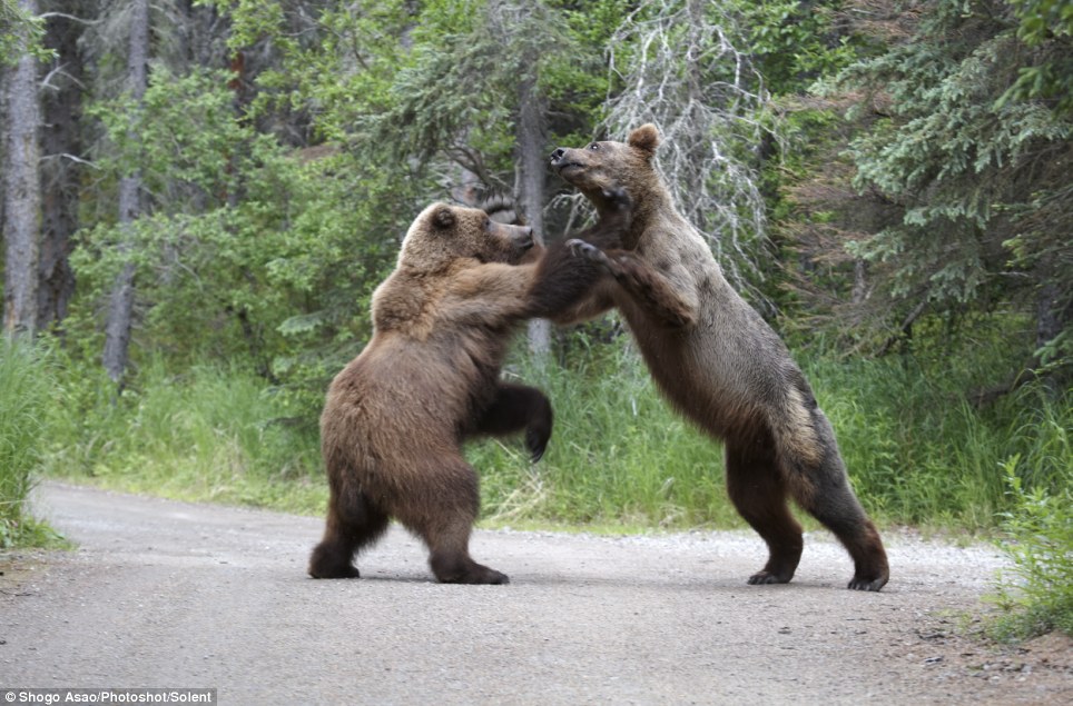 Фотография: Битва двух гризли №10 - BigPicture.ru