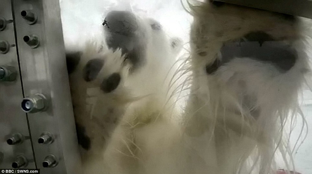 Фотография: Леденящие душу кадры — белый медведь пытается сожрать человека №9 - BigPicture.ru