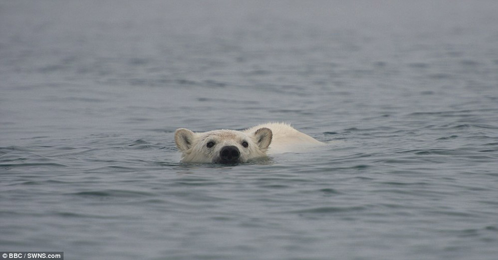 Фотография: Леденящие душу кадры — белый медведь пытается сожрать человека №13 - BigPicture.ru