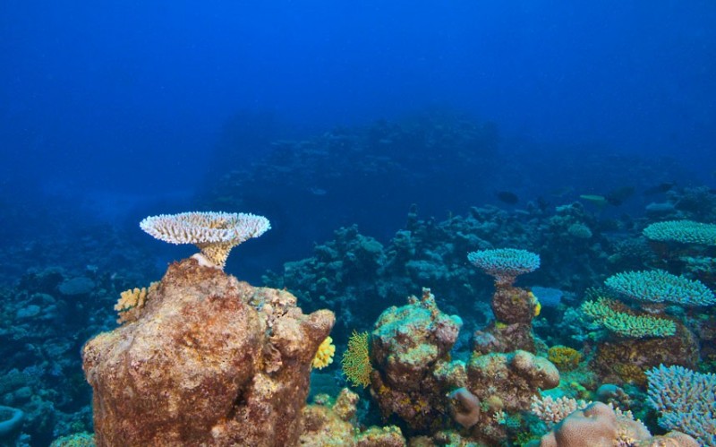 Фотография: Исчезающие красоты Большого Барьерного рифа №11 - BigPicture.ru