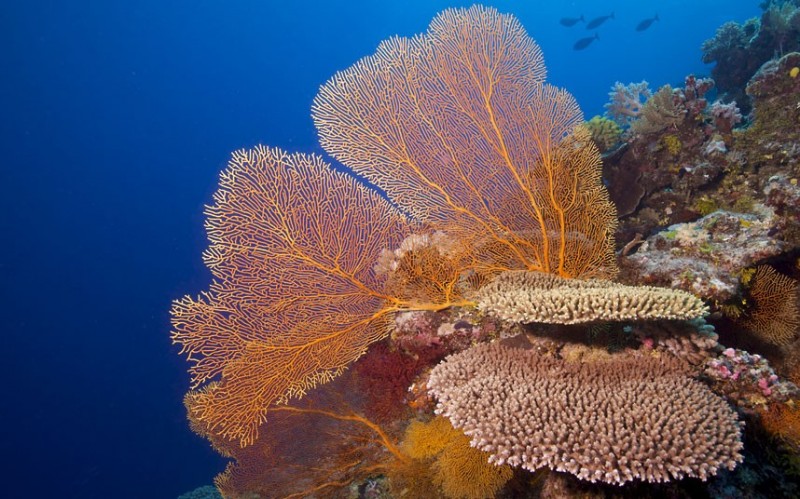 Фотография: Исчезающие красоты Большого Барьерного рифа №3 - BigPicture.ru