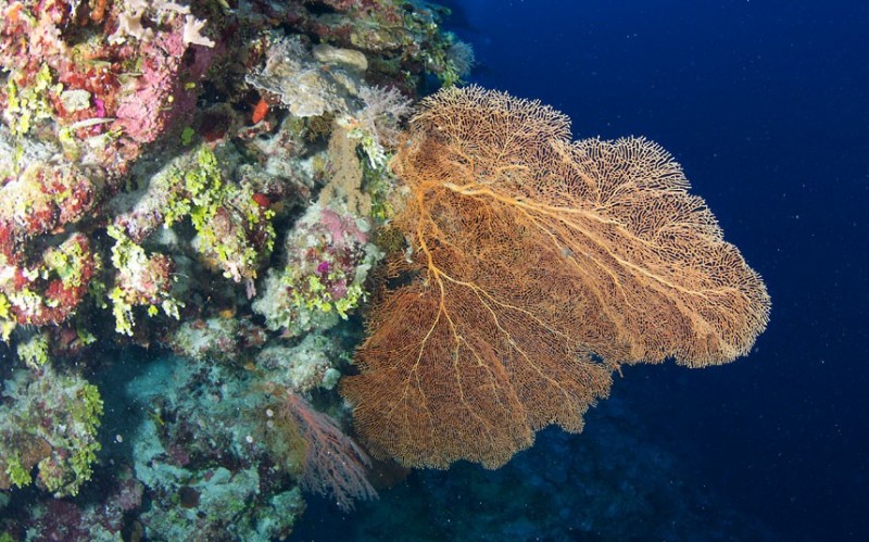 Фотография: Исчезающие красоты Большого Барьерного рифа №9 - BigPicture.ru
