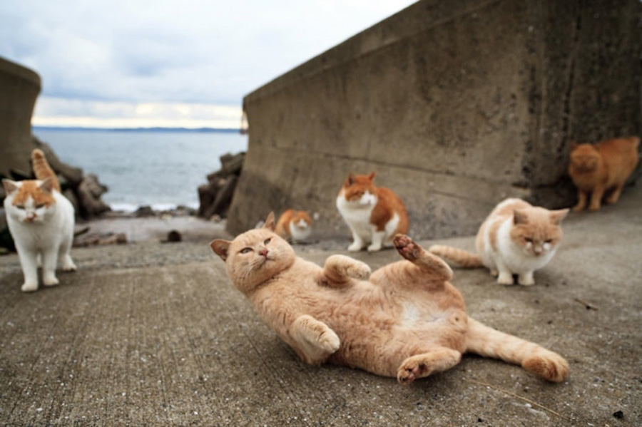 Фотография: Кошачий рай на японском острове №5 - BigPicture.ru