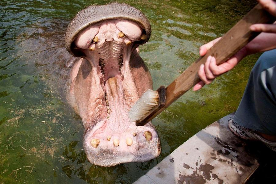 Фотография: Как правильно почистить бегемоту зубы №7 - BigPicture.ru