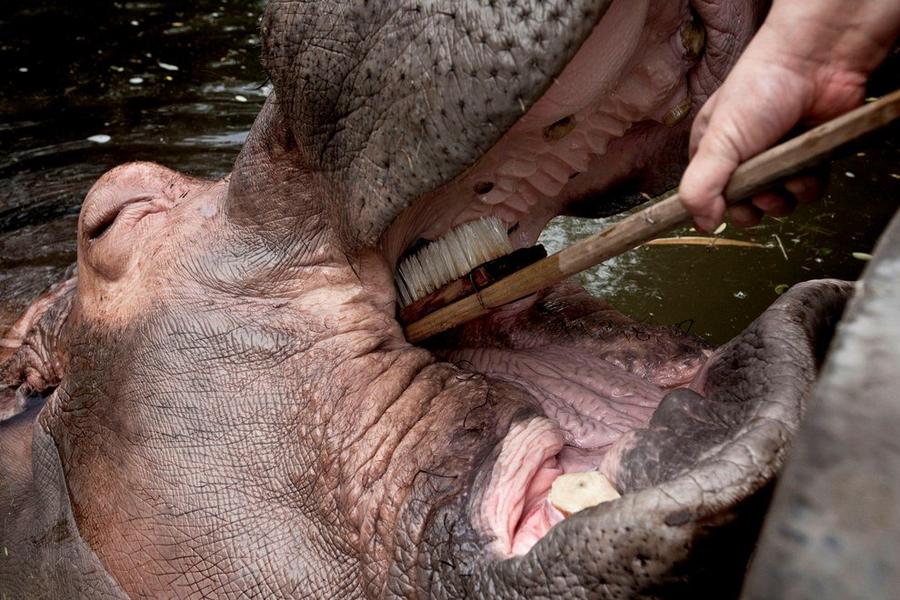 Фотография: Как правильно почистить бегемоту зубы №9 - BigPicture.ru