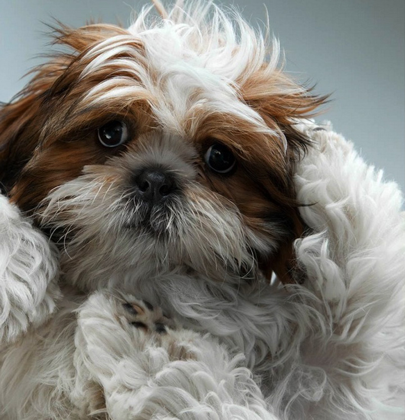 Фотография: Собачьи портреты от Жерарда Чарльза Гетингса №11 - BigPicture.ru