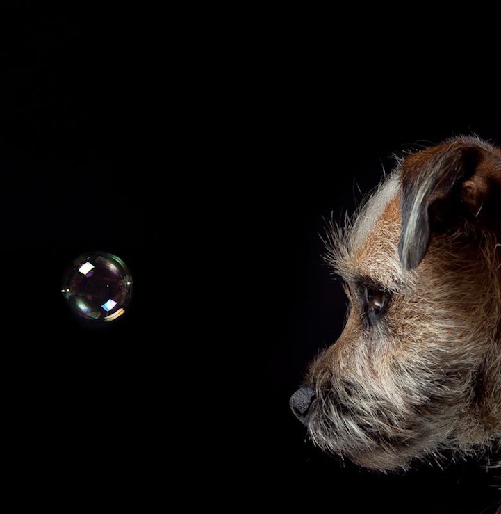 Фотография: Собачьи портреты от Жерарда Чарльза Гетингса №12 - BigPicture.ru