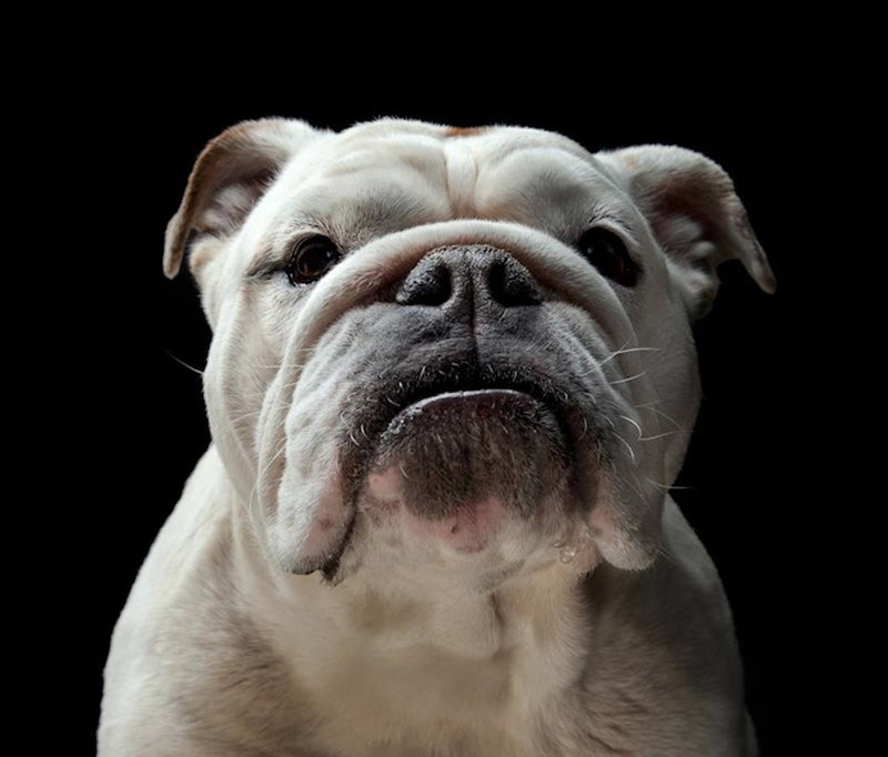 Фотография: Собачьи портреты от Жерарда Чарльза Гетингса №5 - BigPicture.ru