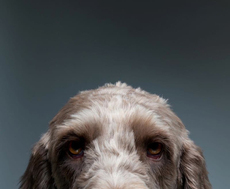 Фотография: Собачьи портреты от Жерарда Чарльза Гетингса №7 - BigPicture.ru