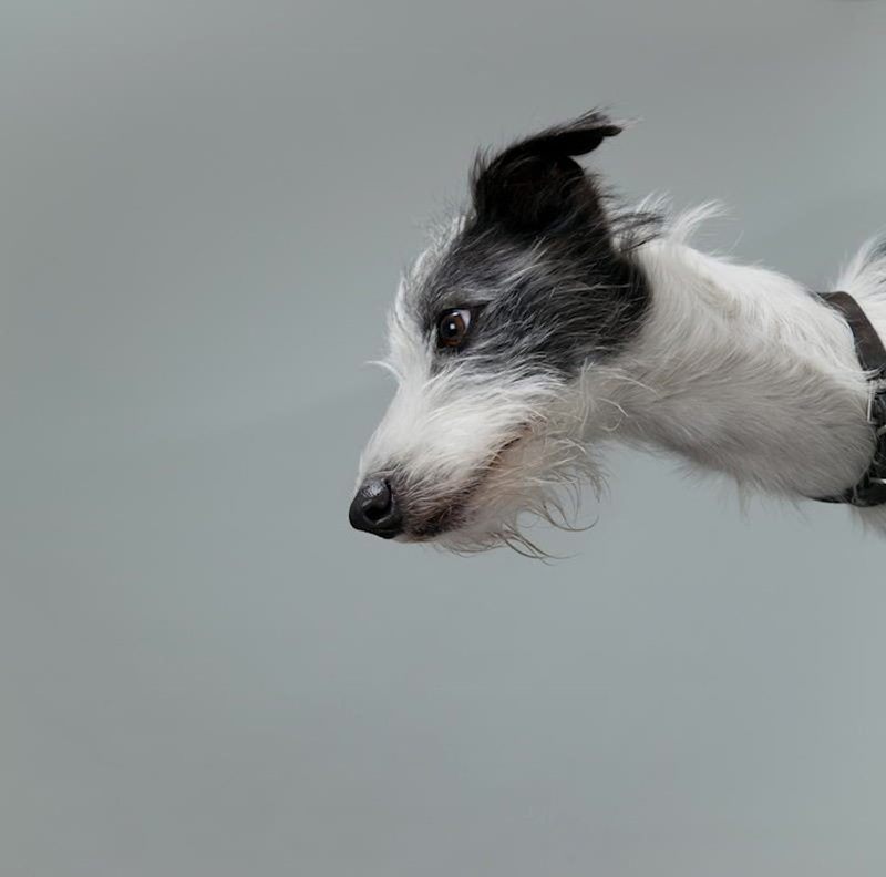 Фотография: Собачьи портреты от Жерарда Чарльза Гетингса №8 - BigPicture.ru