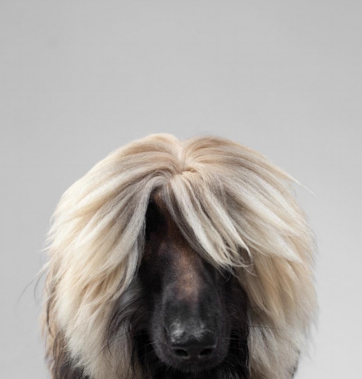 Фотография: Собачьи портреты от Жерарда Чарльза Гетингса №9 - BigPicture.ru