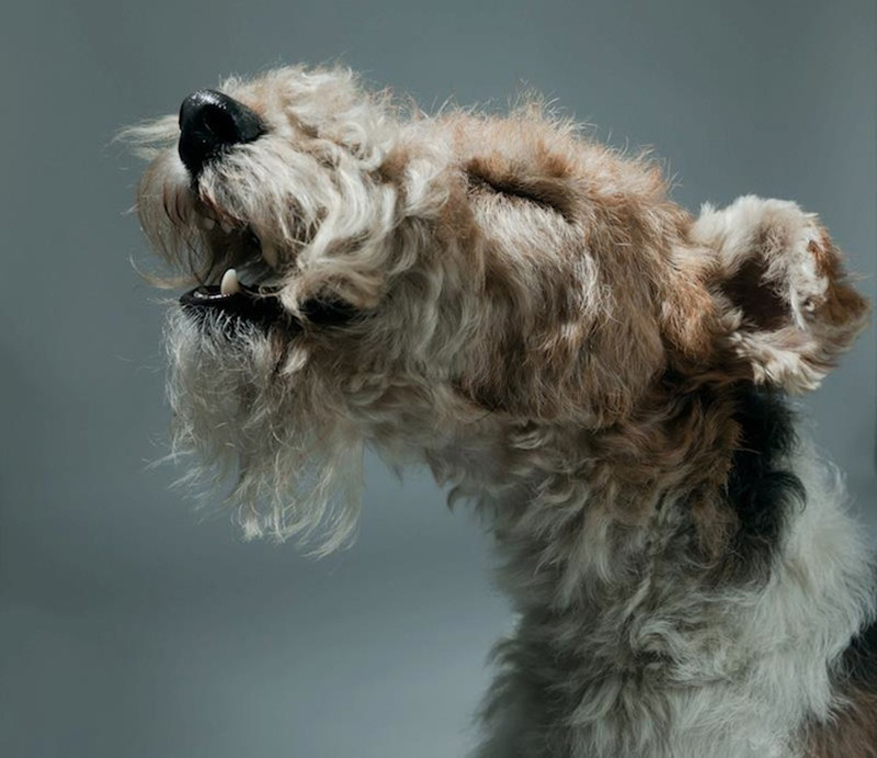 Фотография: Собачьи портреты от Жерарда Чарльза Гетингса №10 - BigPicture.ru