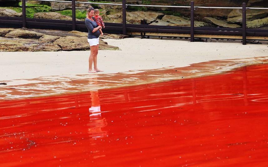 Фотография: Вода на пляжах Австралии окрасилась кроваво-красным, напугав отдыхающих №2 - BigPicture.ru