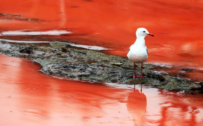 Фотография: Вода на пляжах Австралии окрасилась кроваво-красным, напугав отдыхающих №1 - BigPicture.ru