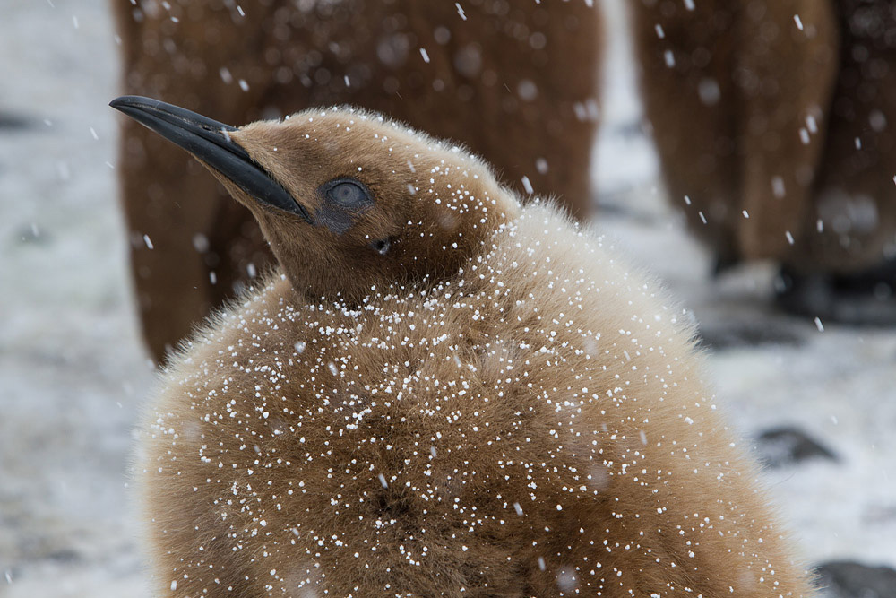 Фотография: Страждующим пингвинов посвящается №12 - BigPicture.ru